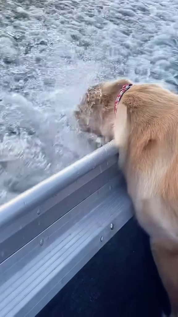 Cover for This pup s a total water lover fyp dog dogs doglover dogsoftiktok 01966 #shortvideos