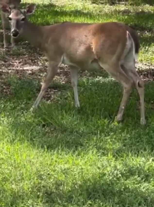 Cover for A fawn is seen visibly moving inside its mother's womb. #CaughtOnCamera