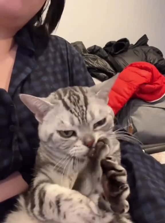 Cover for Hilarious tussles#cats and their owners #cute #funnyvideos #funnycats #foryou #cat #catsoftiktok #usaus #funny