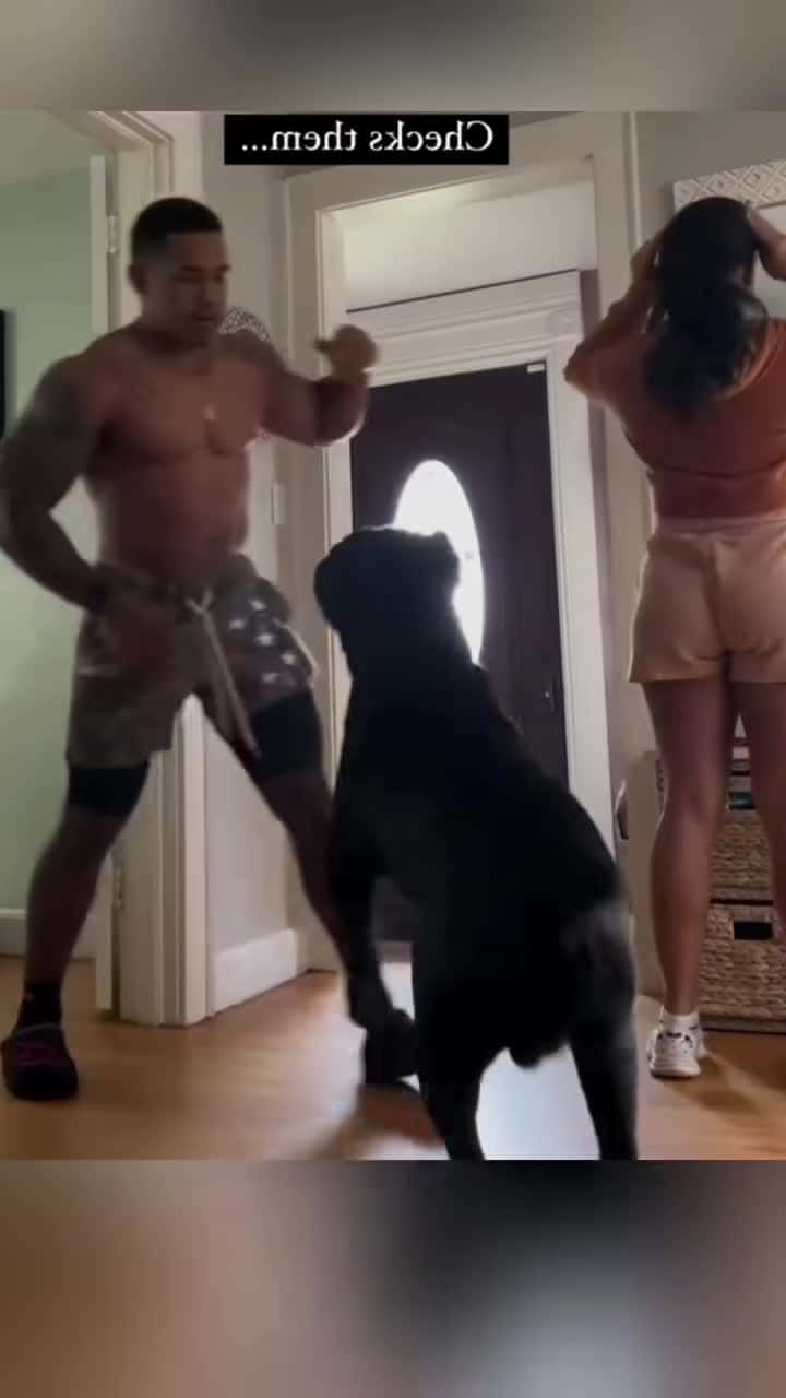 Cover for #CaughtOnCamera More than a love #funny #dogandbaby #dog #dogsoftiktok #pets