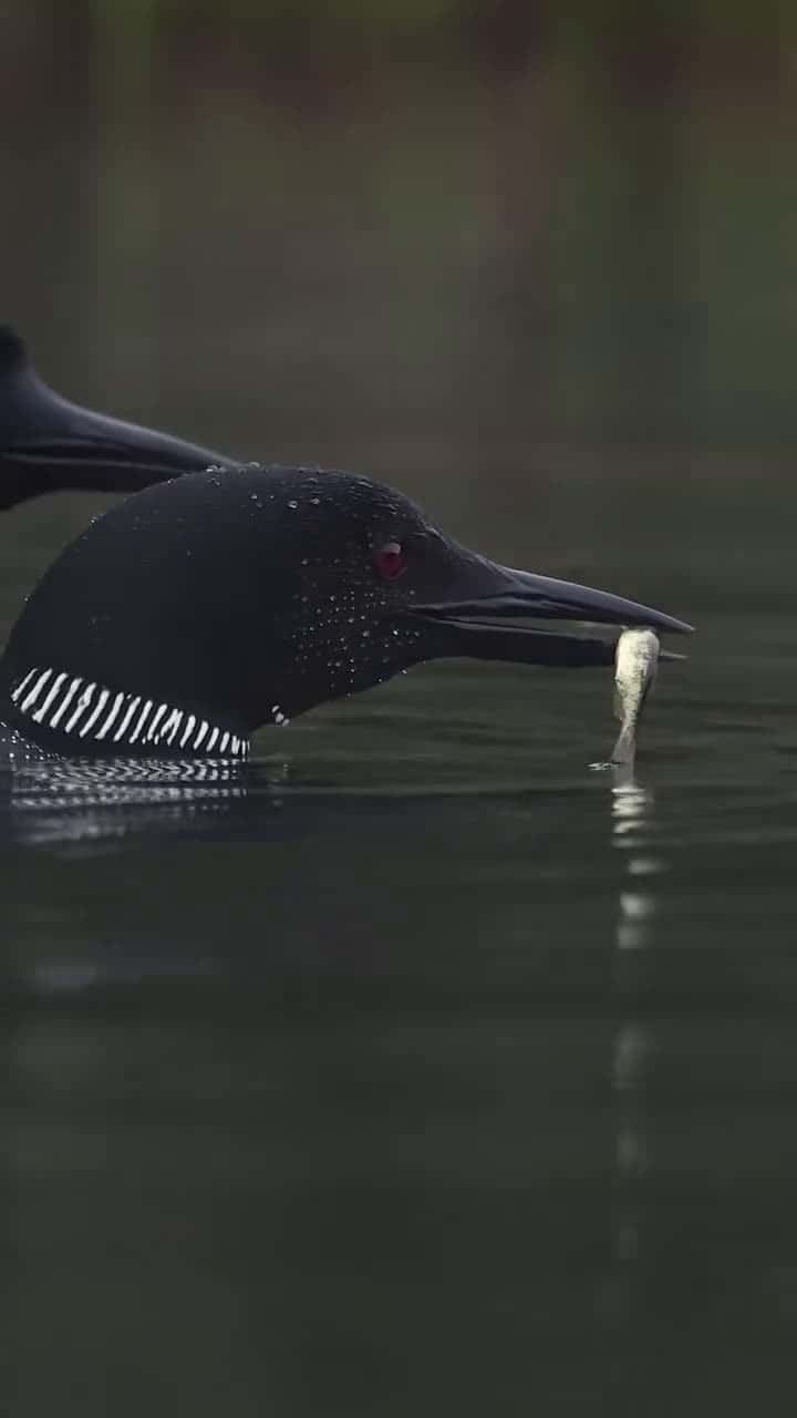 Cover for Common loons feeding their chick I love the subtle vocalizations the adults make when feeding