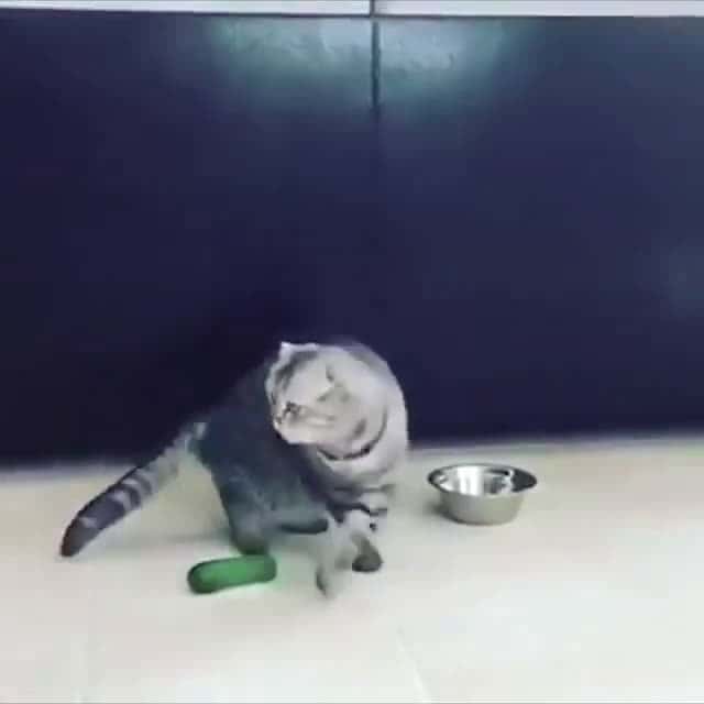 Cover for Funny Cat Video - Cats Reaction to Cucumber Why cats are afraid of cucumbers Why cats are afraid of cucumbers Youve seen all the memes, gifs, and videos of cats literally leap 1