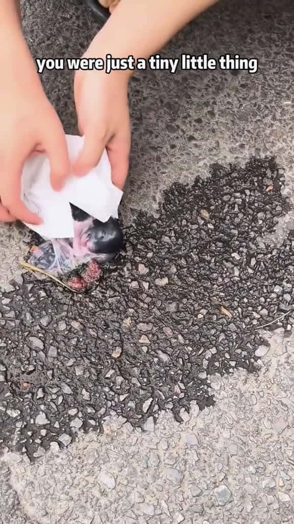 Cover for I found a puppy with a placenta still on it#foryou #tiktok #animals #fyp #dog #pet
