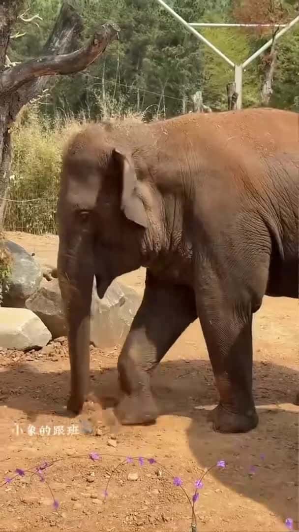 Cover for Many friends don’t know why elephants sprinkle debris or dusty sand on their bodies. This is to_052 (2)
