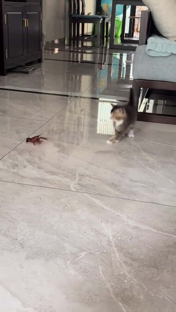Cover for Funny cats  #funny  #funnyvideos  #fun
