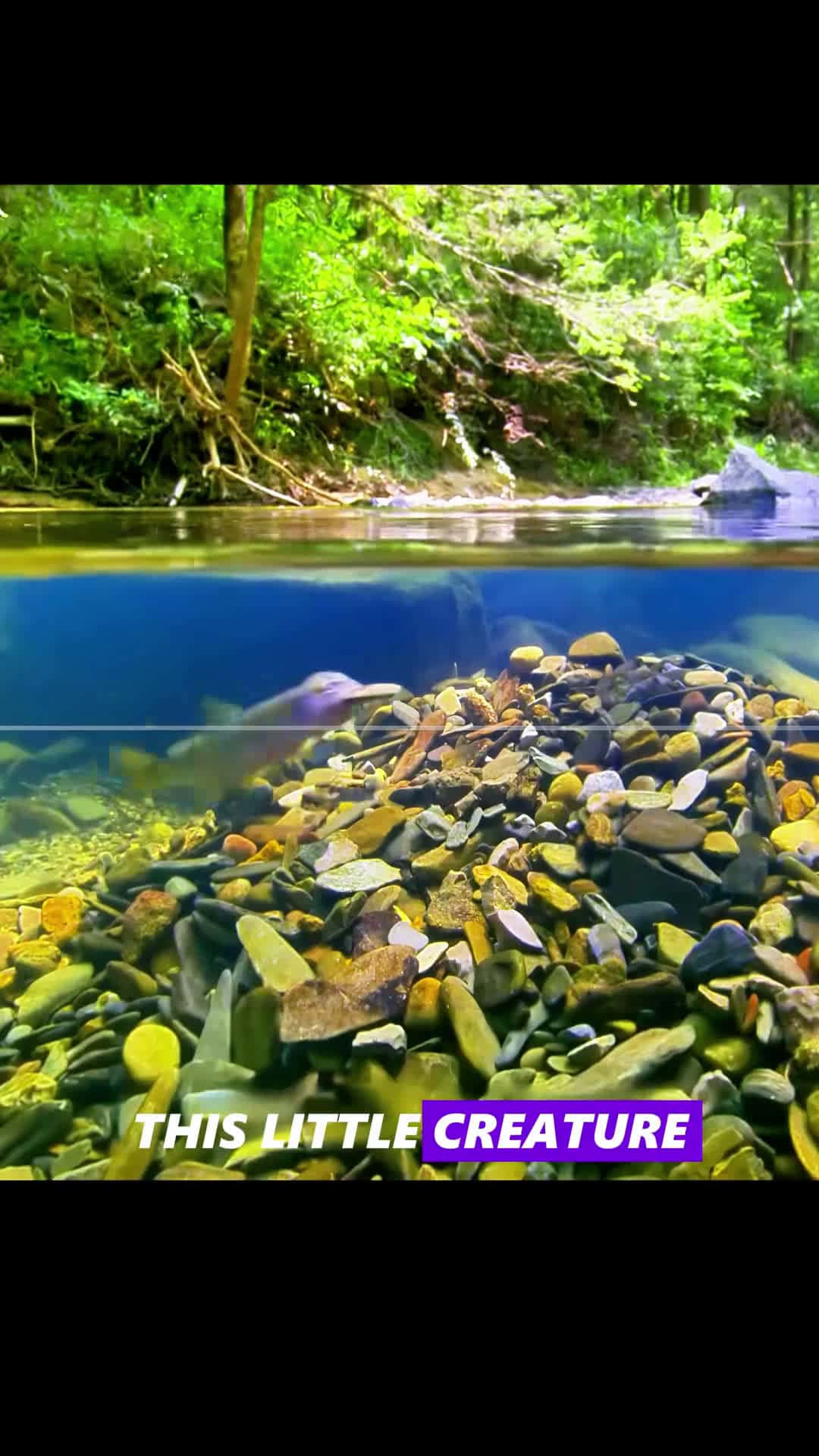 Cover for The fish that work ! #scoopz #fyp #nature #documentary #animals #ocean #fishing 