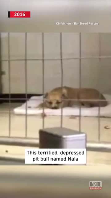 Cover for Sad Pitbull Won't Move Until She Sees 7