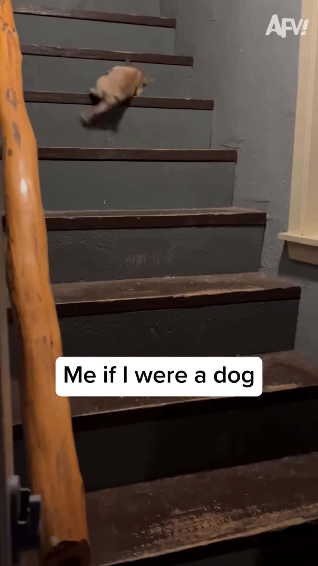 Cover for Which dog are you