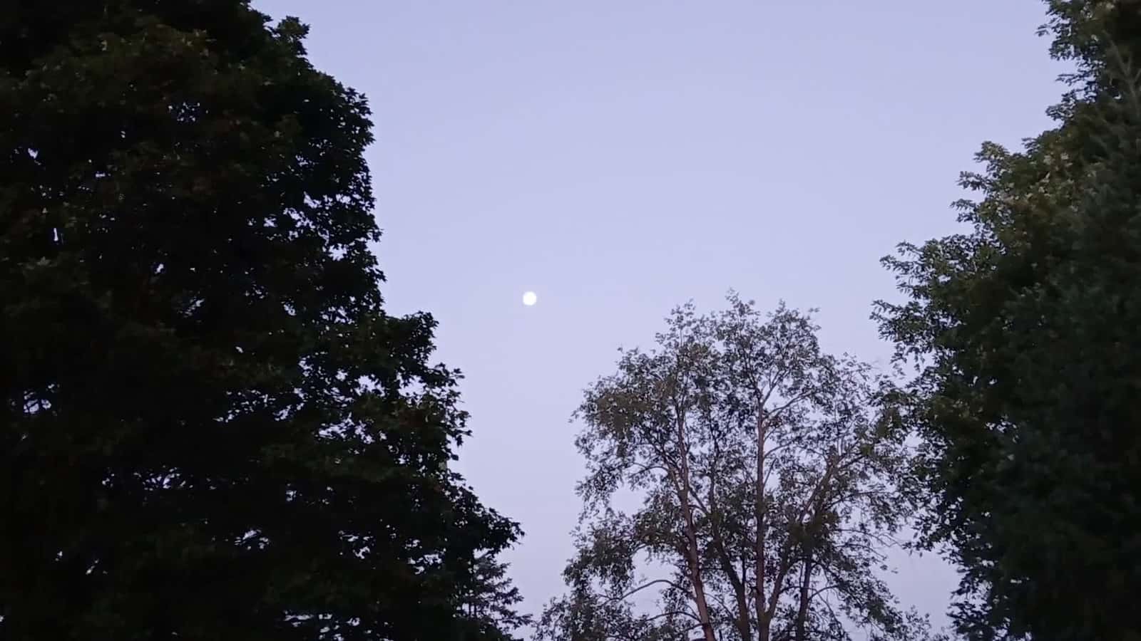 Cover for Morning moon