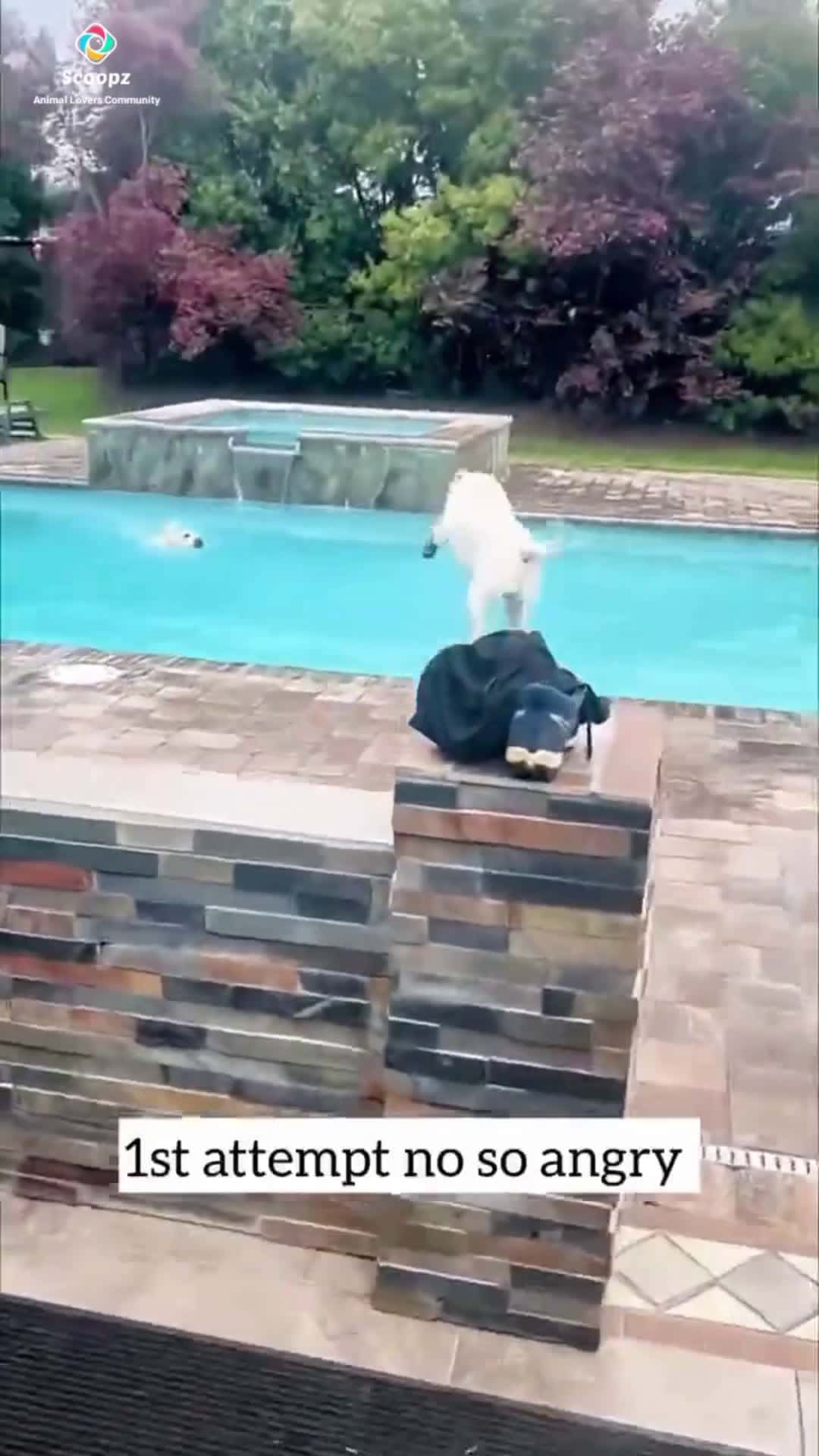 Cover for Buster living his Best LifeDont.Hate.Appreciate 