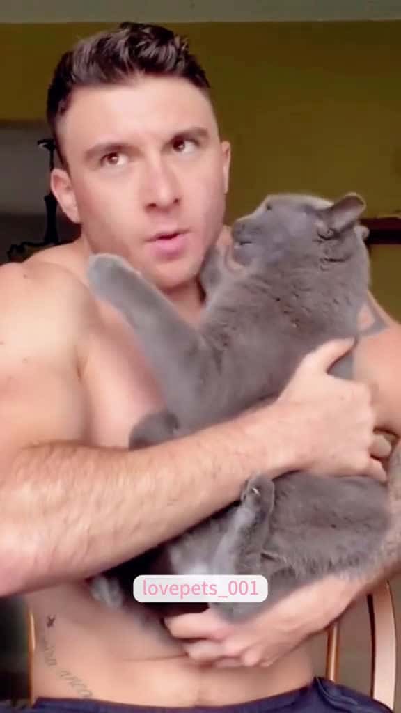 Cover for Funny cat moment. cats cutecats foryou funnytiktok funnyvideos usa funnyanimals fyp funnyc 88430 #shortvideos