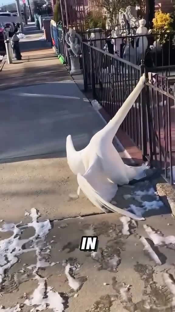 Cover for Injured swan#tiktok #foryou #fyp #viral #shorts #animals