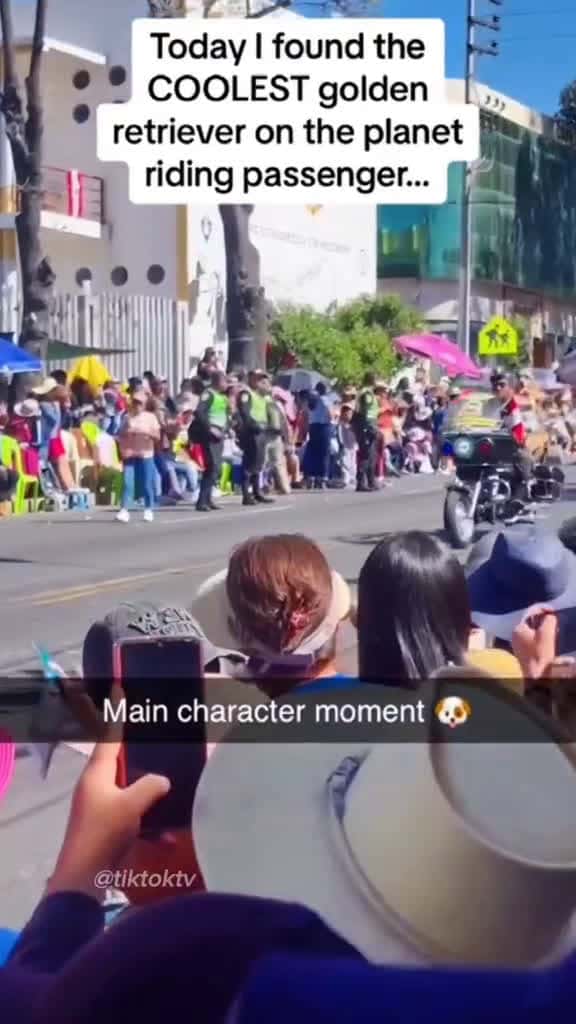 Cover for The last one was so cute     viral  usa    usa  foryou  fyp  fail  funnyvideos  dogsoftiktok  funnyanimals   CapCut 76960 #Scoopz #LifeDrama #FavMovieClip #CaughtOnCamera