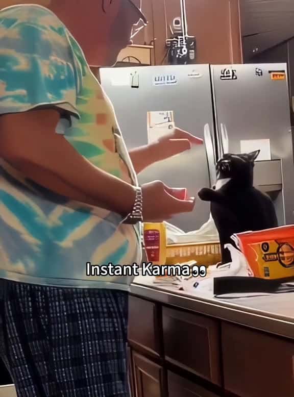 Cover for Instant karma foryou fyp funnyvideo usa catsoftiktok cat 55166 #american