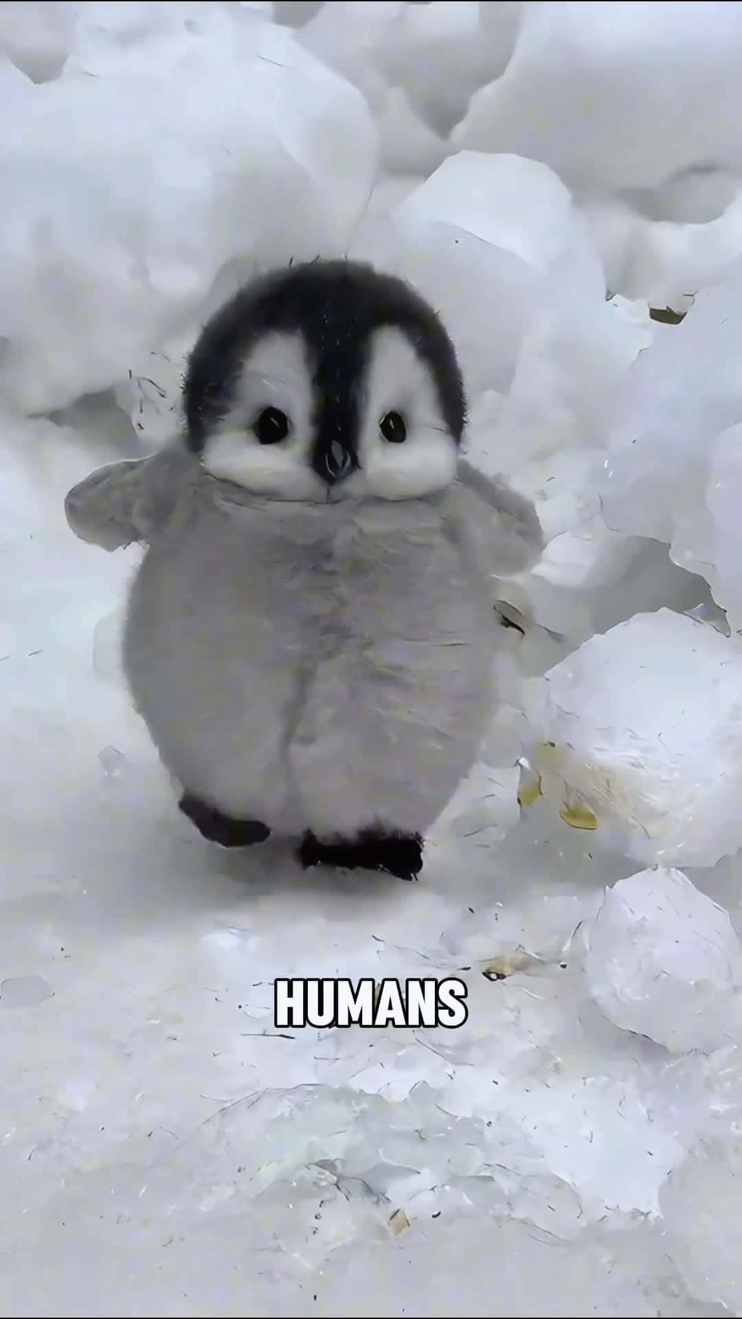 Cover for #Did you know that penguins consider humans as their own kind?