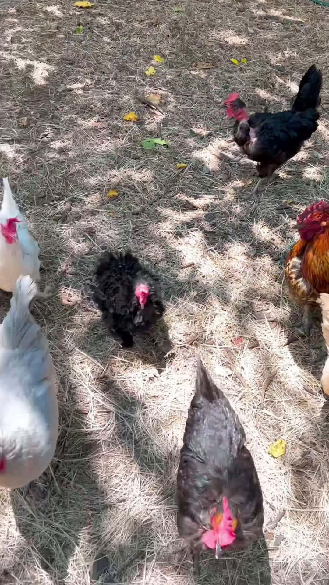 Cover for Feeding my chickens a tomato snack. #homestead #chickens #snack #texas