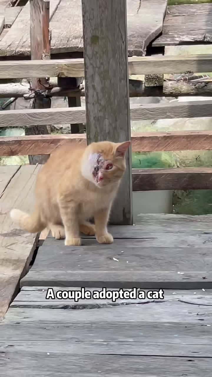 Cover for #FirstVideoChallenge Cat and humans are friends!#cat #animals #foryou #fyp