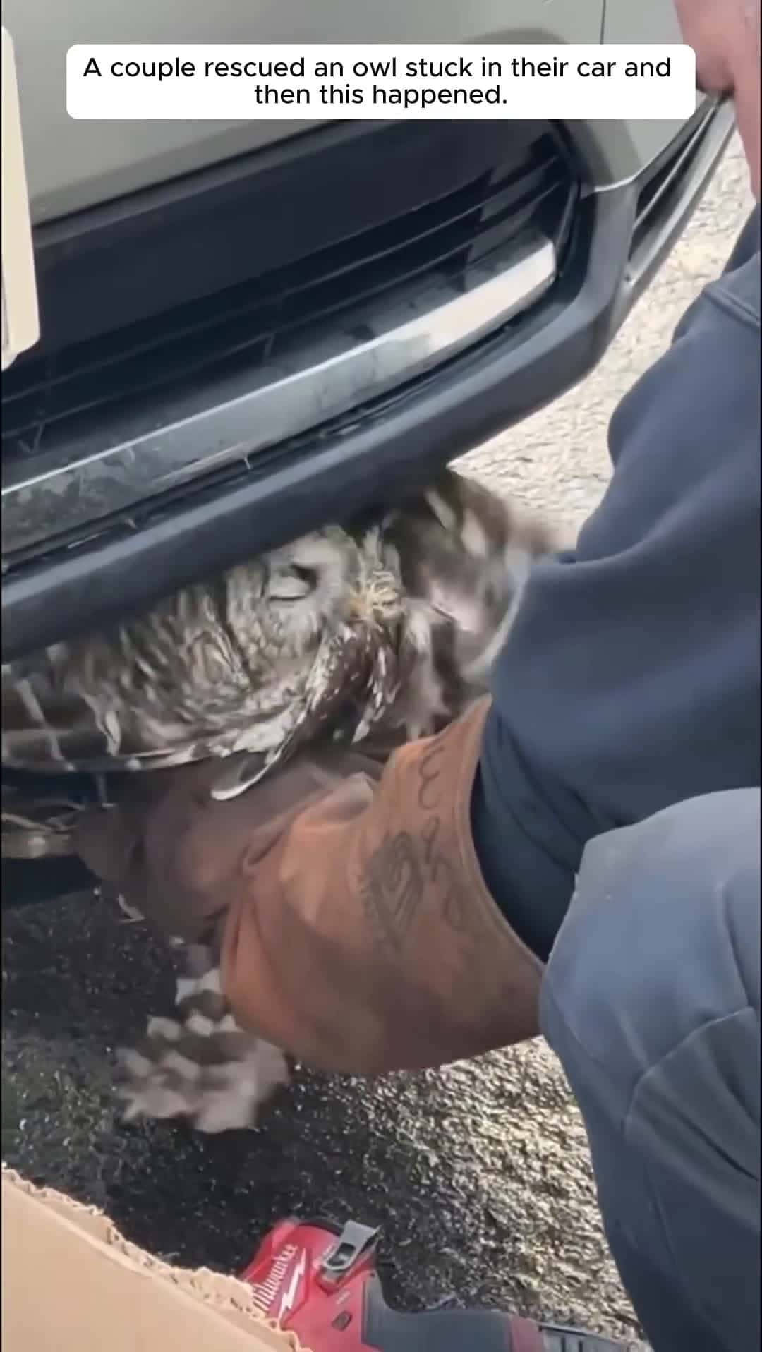 Cover for A couple rescued an owl stuck in their car and then this happened