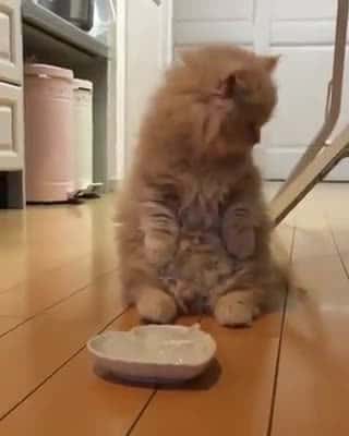 Cover for Cute Kitten Video - Cuteness overload! #funnyanimals #funnypetsvideo #amazinvideo #animalrescuse #cutebabies #dogs #kittens #funnyvideo #trynottolaugh #puppy #funnyfails 1