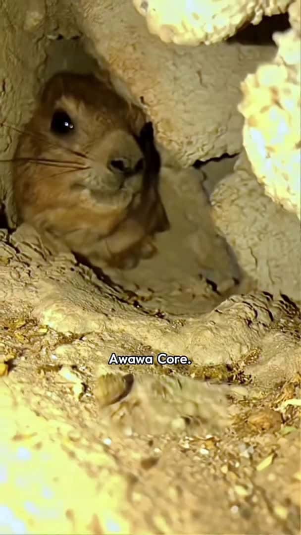 Cover for Hummingbird Core.🦜🦜#hummingbird #funny #animals #pets #cute_19 (2)
