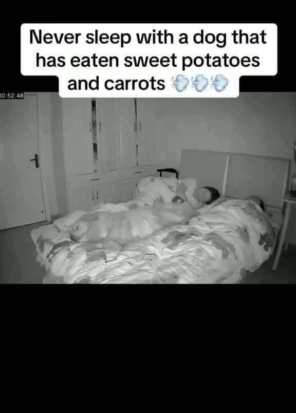 Cover for THE WAY THEY BOTH WOKE UP SO FAST🤣🤣🤣🤣😂😂😂😂😂 #wow #unexpected #comedy #explore #explorepage #fyp* #fyp #foryou #funny #foryoupage#instagram #instagood #meme #memes #reels #scoopz #shorts #trending #tiktok #usa #viral #viralvideo #video #viralvideos #lol #humor #funnymemes #comedy #funnyvideos #funny #entertainment #fypシ
