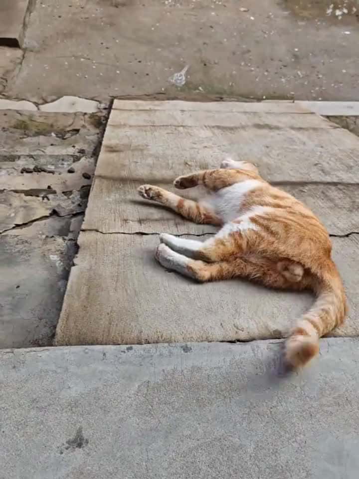 Cover for The happy orange cat entertains itself.