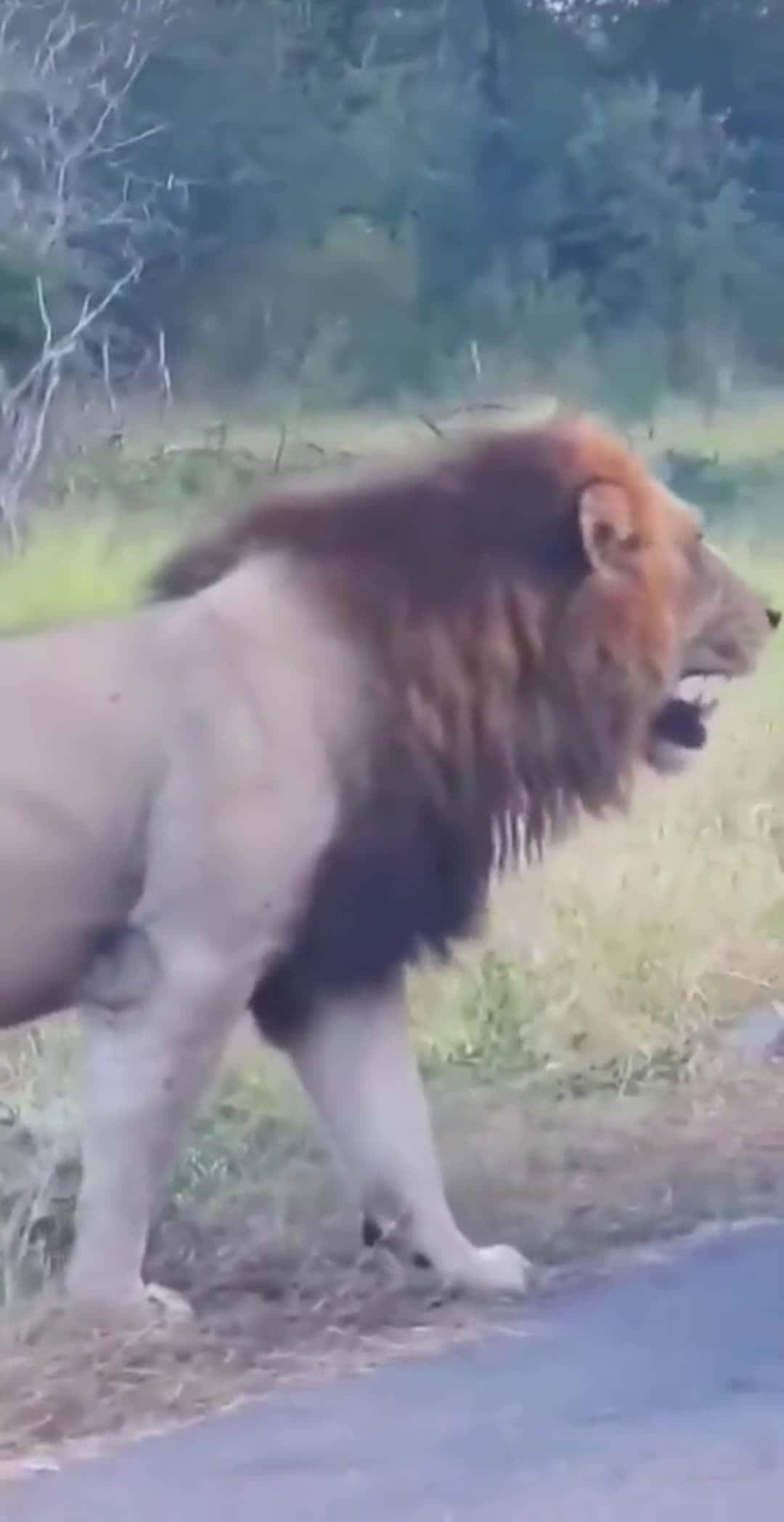 Cover for I thought you were my Uber driver #scoopz  #animals  #lion  #wildlife  #scoopzreels  #scoopztrending #scoopz  #trending  #pov  #fyp  #foryoupage  #foryoupage❤ 