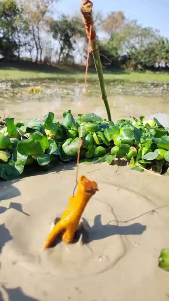 Cover for Unbelievable River Side Underwater Fishing Trap. Fish Fishing Viral Video. Fish video. fis 21623 #us