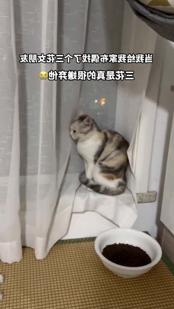 Cover for I found a girlfriend for my cat but she doesnt like my cat. cat fyp cute funny fu 90734 #shortvideosscoopz
