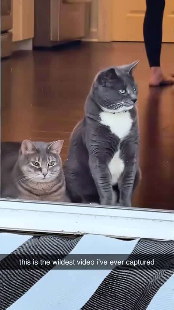 Cover for She knows what I said cat cats catlover catsoftiktok kitten fyp 92526 #shortvideos