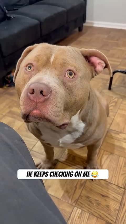 Cover for Why Does Your Dog Keep Checking In On You？ #adorable #americanbully_027
