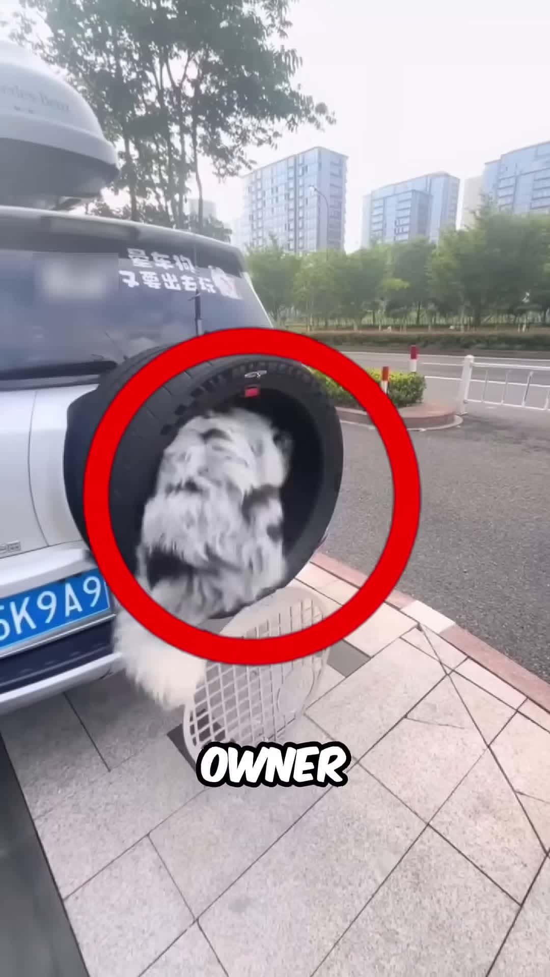 Cover for He did all this because his dog was pooping in the car
