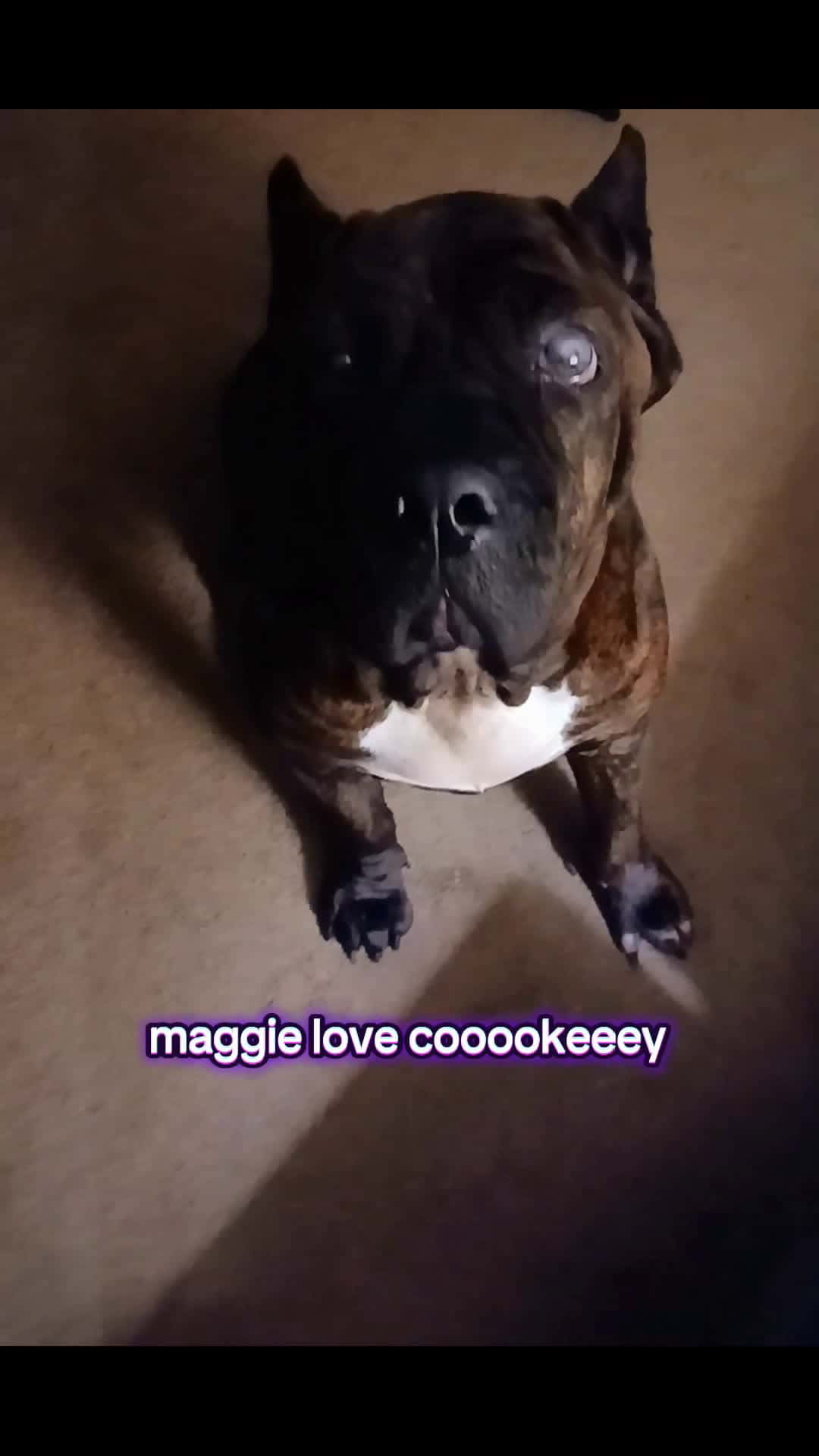 Cover for my corso maggie   #fyp  #dog  #viral 