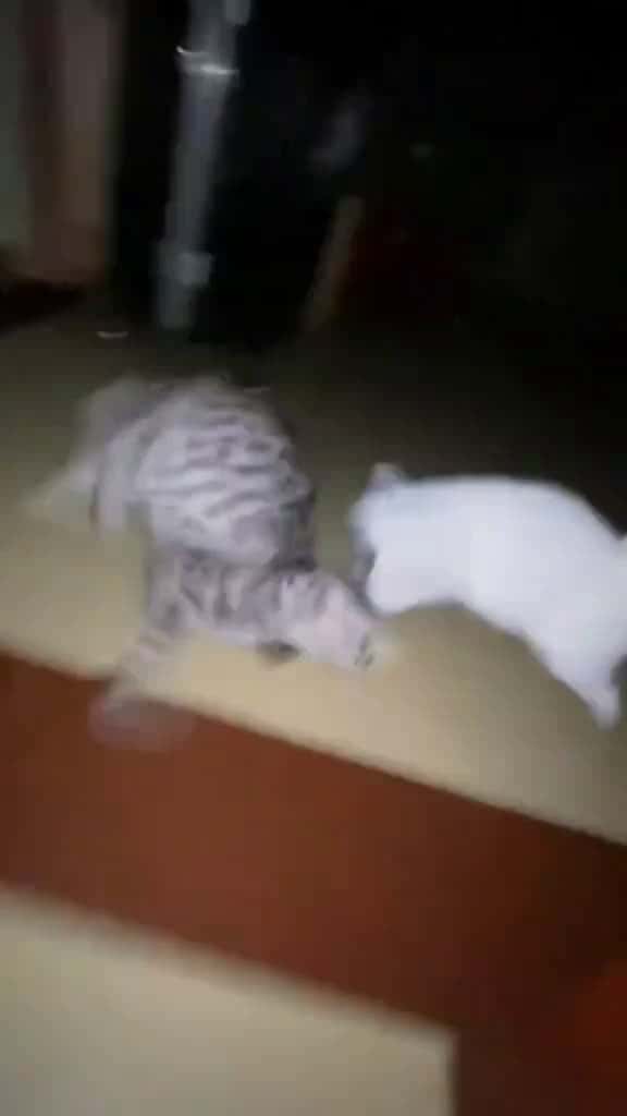 Cover for Cat s reaction after opening the door. fyp fyp funny funnycat foryou foryoupage funnycats 99342 #trendingscoopz