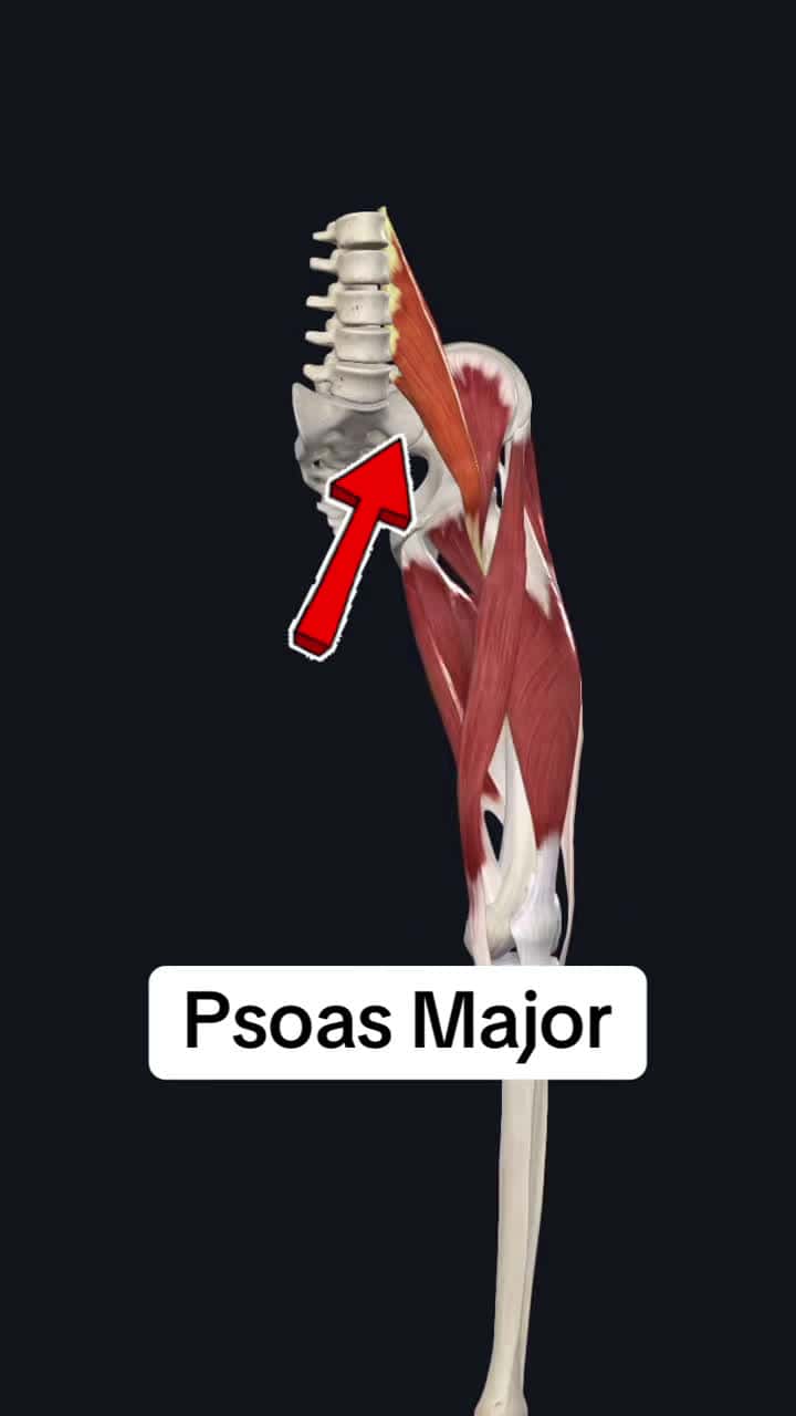 Cover for Follow for more!! #medical #medicalstudent #anatomyclass #anatomyandphysiology #anatomylesson #physicaltherapy #physicaltherapist #medicine #fyp #trending #medicaltiktok #healthcare #studyhacks #muscle #exercises