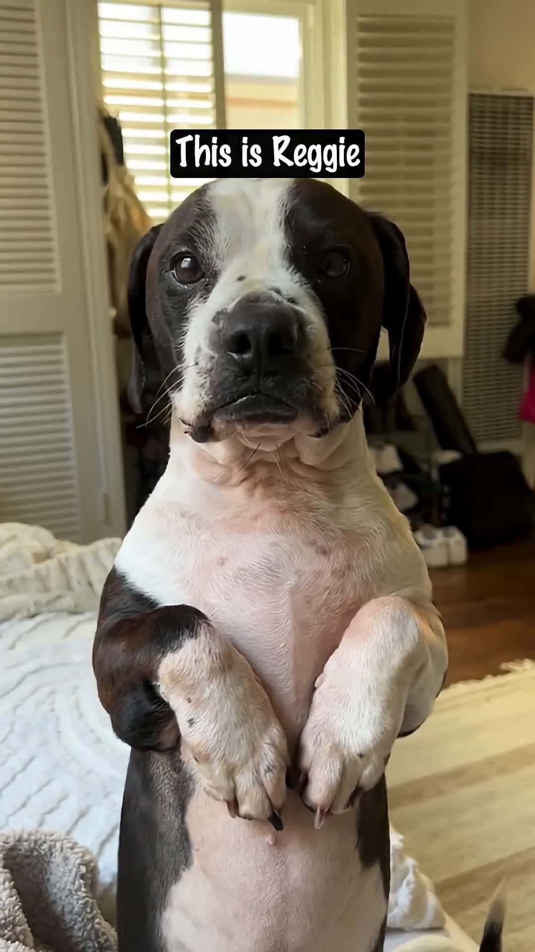Cover for Rescued Dog Uses CEO Tactics to Get Attention!🐾