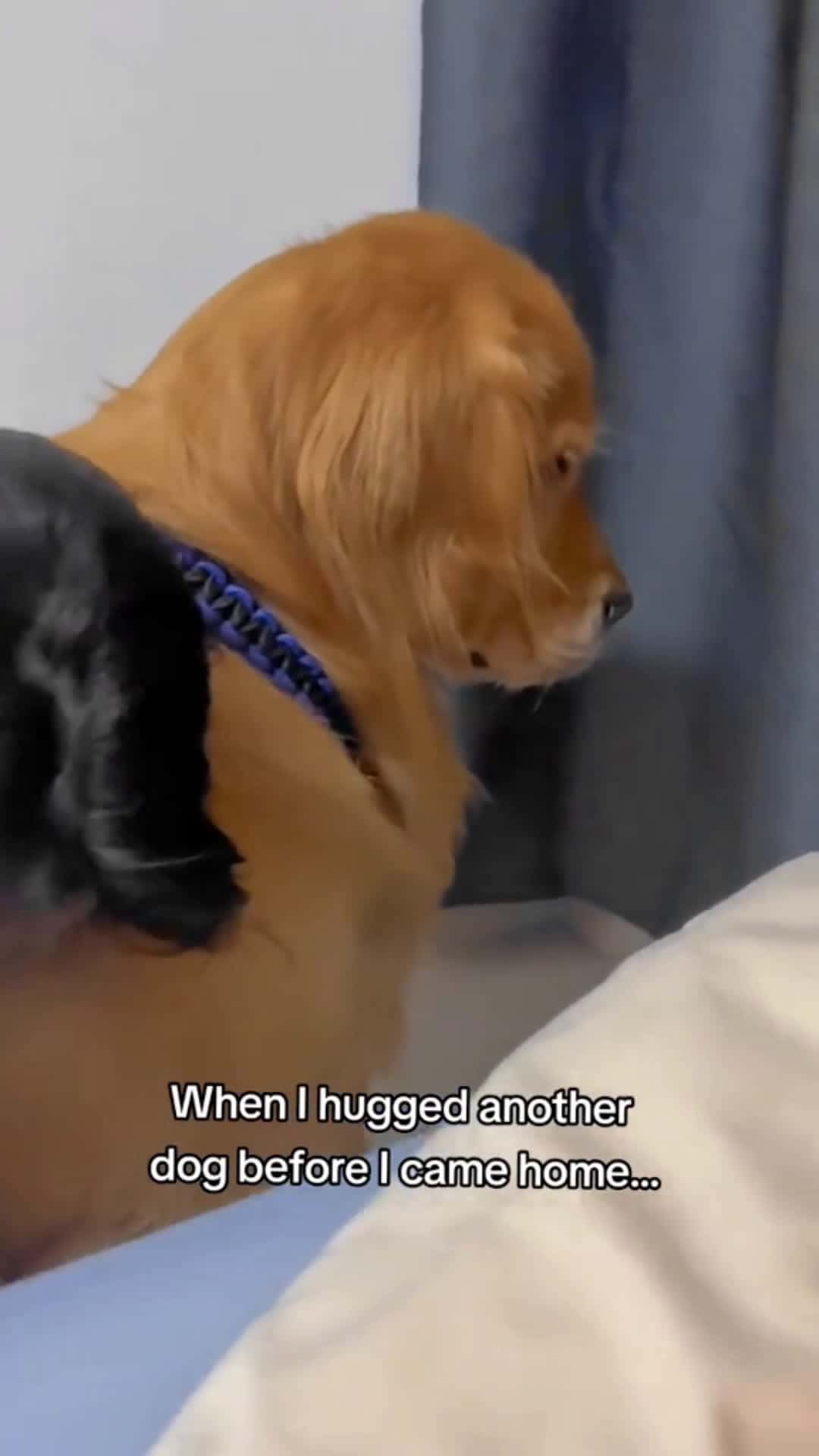 Cover for he' so pissed  #cutepuppy