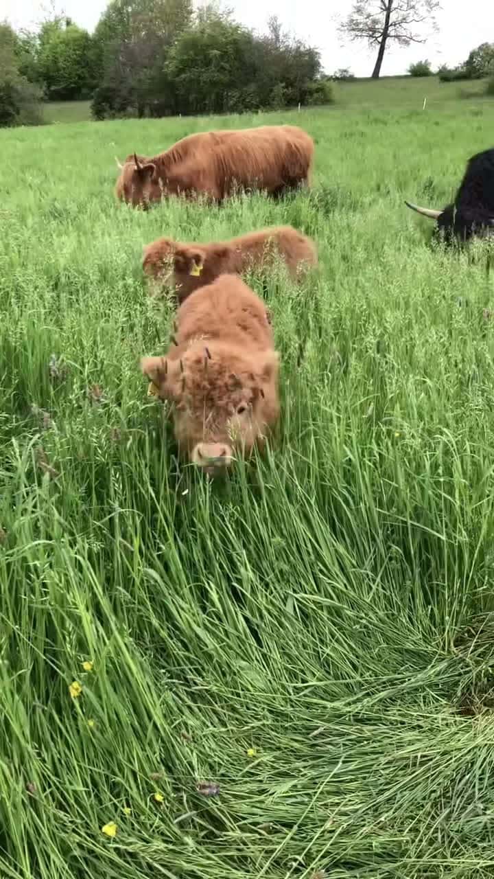 Cover for 2025 with the cutest and loveliest Highlandcows🥰🐂🌱 