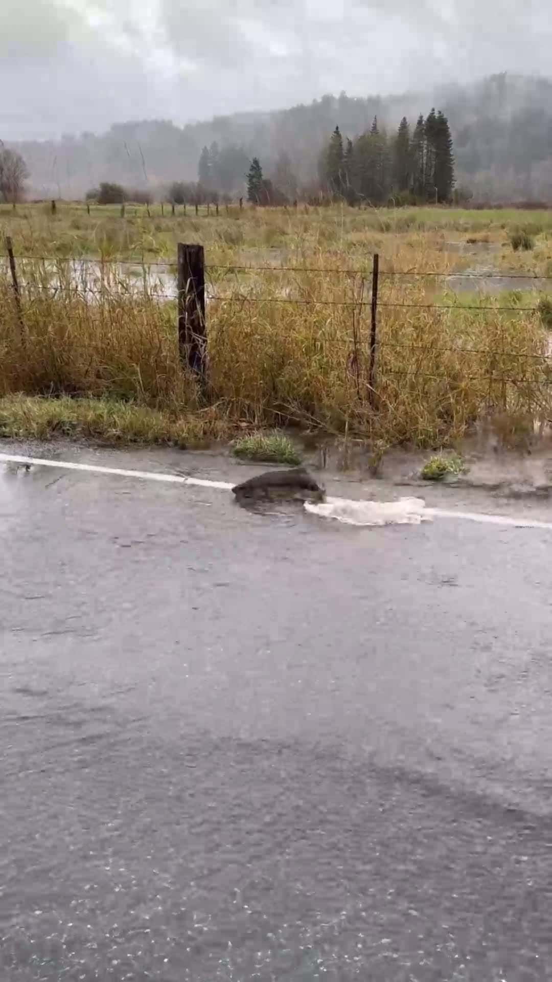 Cover for Migrating Salmon Cross Flooded Road