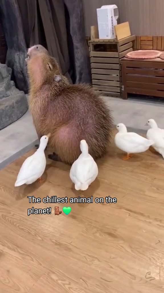 Cover for Who doesnt love a capybara The chillest animal on the planet 33509 #america
