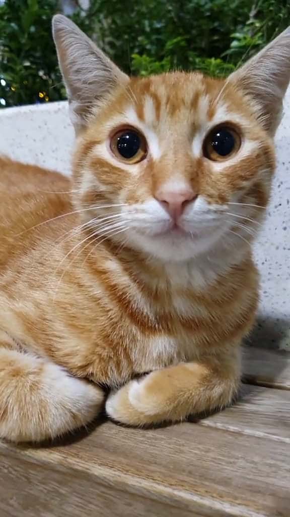 Cover for I think he did not like it#catsoftiktok #foryou