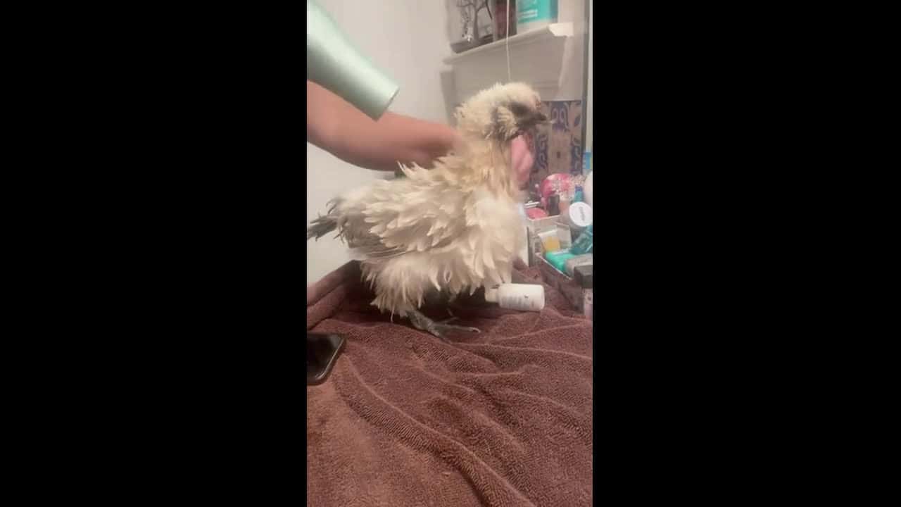 Cover for Miss Frizzle gets a bath