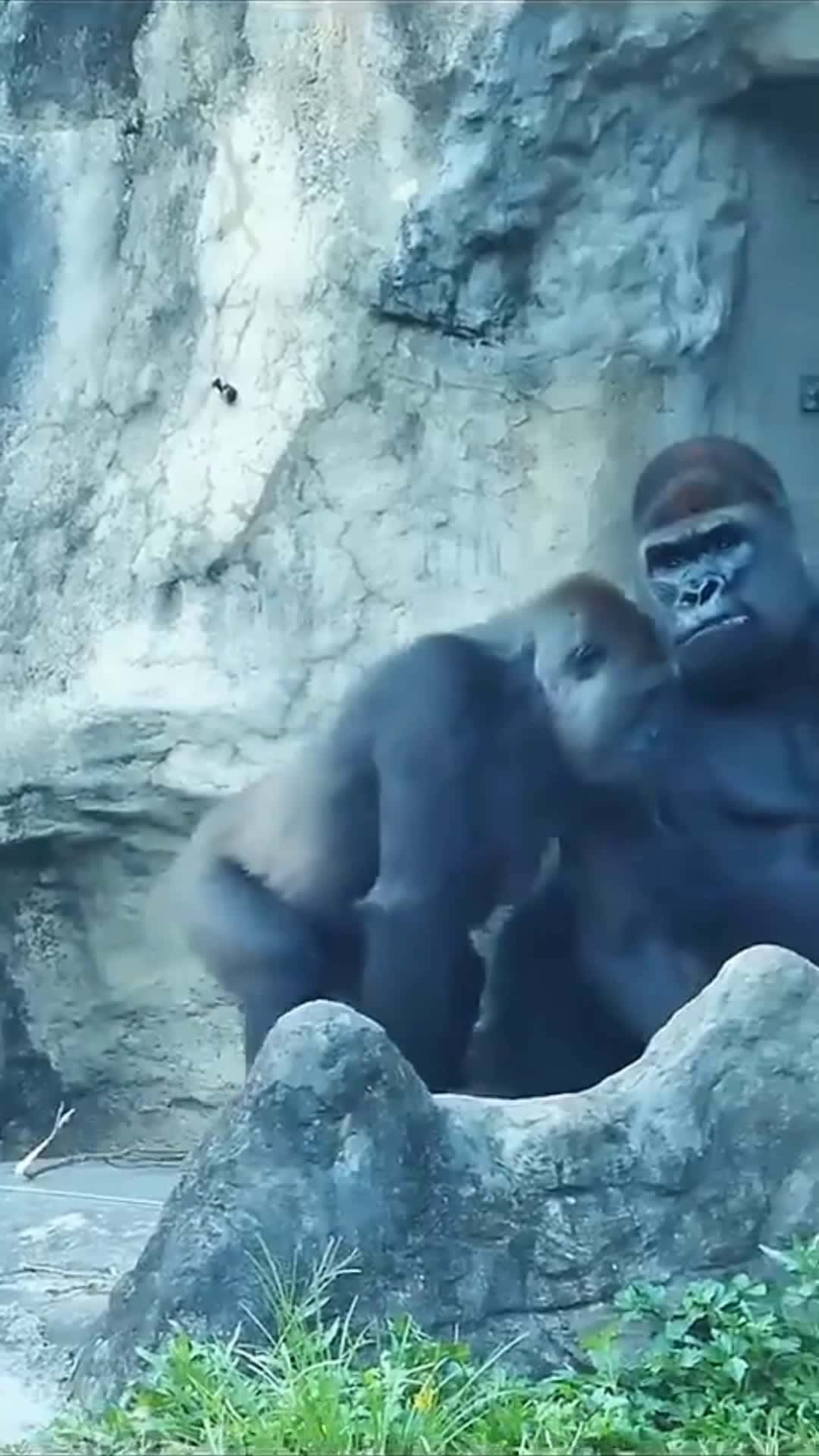 Cover for What are you doing gorilla? #gorilla #funny #fyp #foryou 