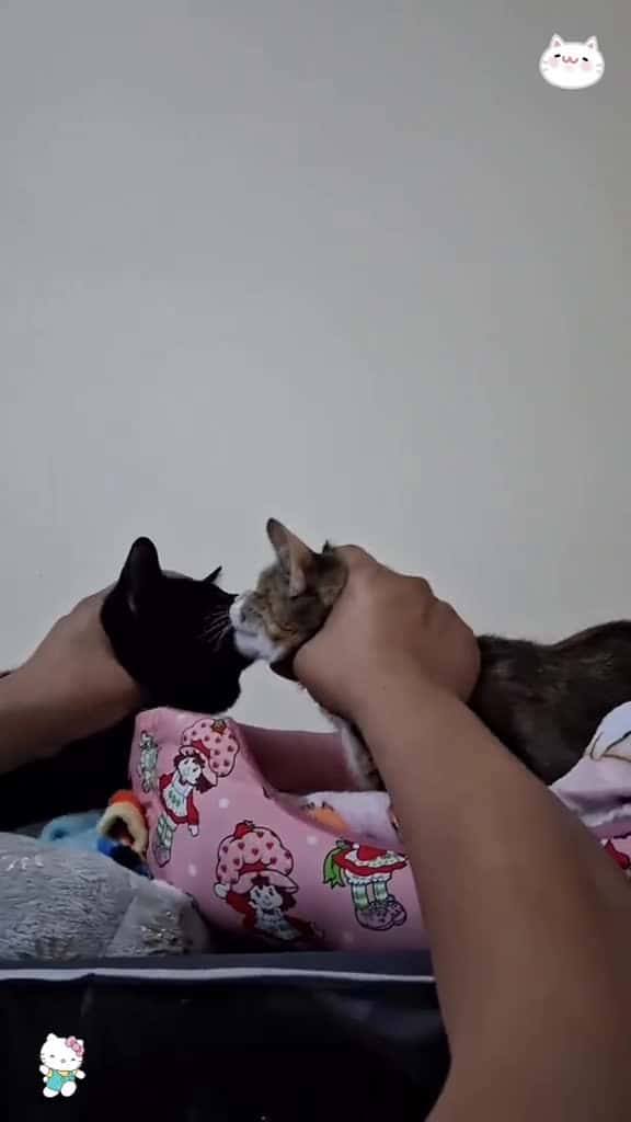 Cover for When you have two cats….🤣#foryou #funnyvideos #funny #fpy #usa #catsoftiktok #cats #catlover  created by petslovetime.funny7 with petslovetime.funny7’s original sound