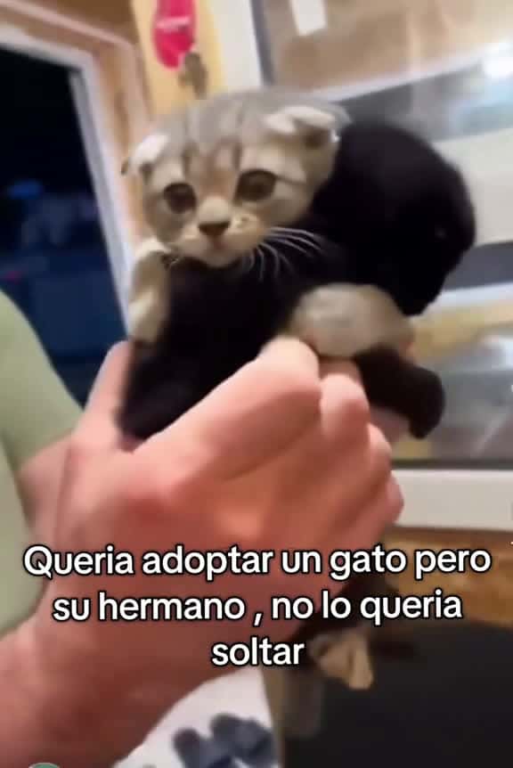 Cover for queria un gatito, pero el hermanito no los queria dejar ir 😢 😑 #sad#cats#fy#fypシ゚viral ##nolstagia #duet #capcut #humor #adoptme #adoption #love #funny  created by Marcos Scarxfacex with J Gabriel C Gamarra’s sonido original