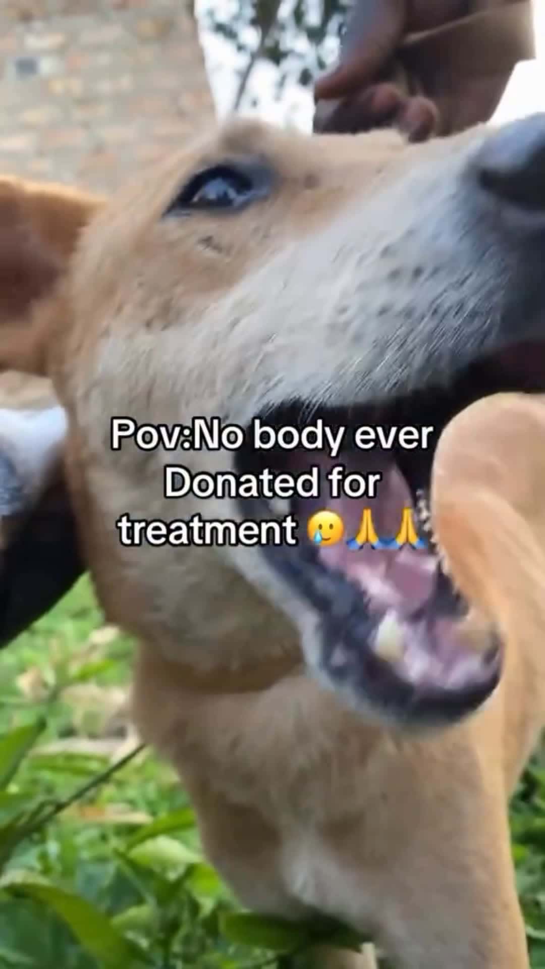 Cover for Please don’t scroll away. 👀Stay for just 10 seconds and help us fight hunger at our shelter 🙏💔😭Your support can feed a starving animal today.Tap the link in our bio to donate 🐾