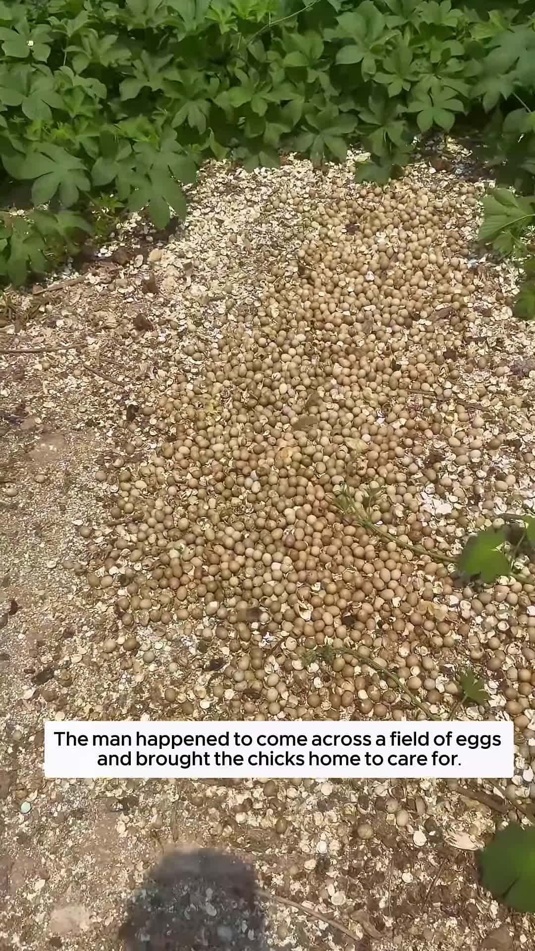 Cover for A man accidentally came across a field of eggs and brought the chicks home then animalshorts