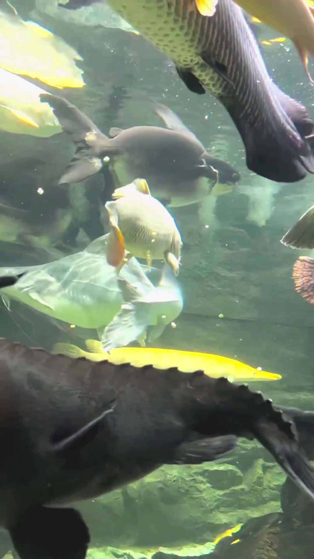 Cover for #FirstVideoChallenge Remember - the deadliest predator in the underworld is often covered in extremely soft scales.#foryou #fyp #viralvideos 