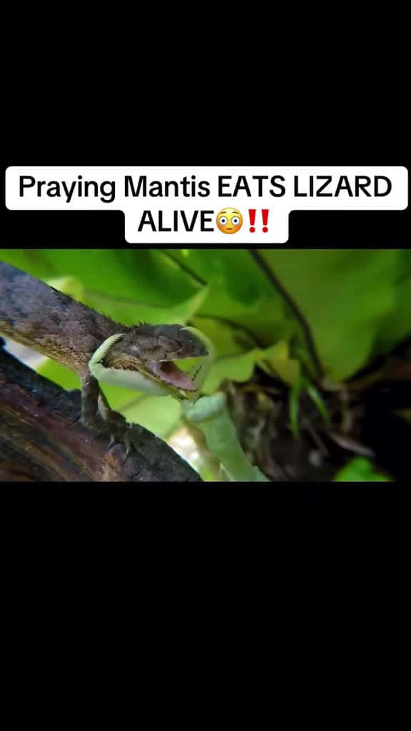 Cover for Praying Mantis makes a shocking move on a lizard 🦎😱 #wildlife #nature