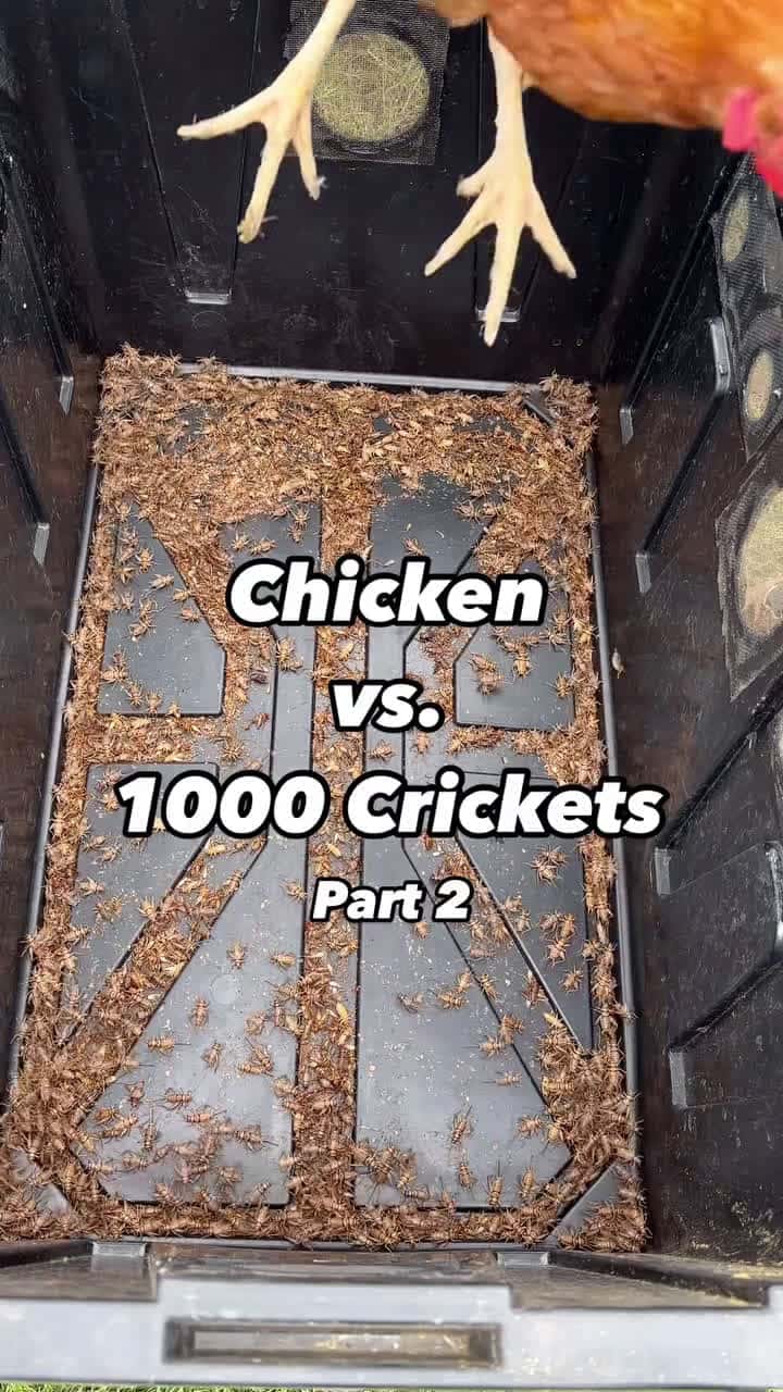 Cover for How long did 1000 crickets last  Not long enough. Guess I need to get more    backyardchickens